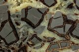 Polished Septarian Nodule End-Cut - Utah #378406-1